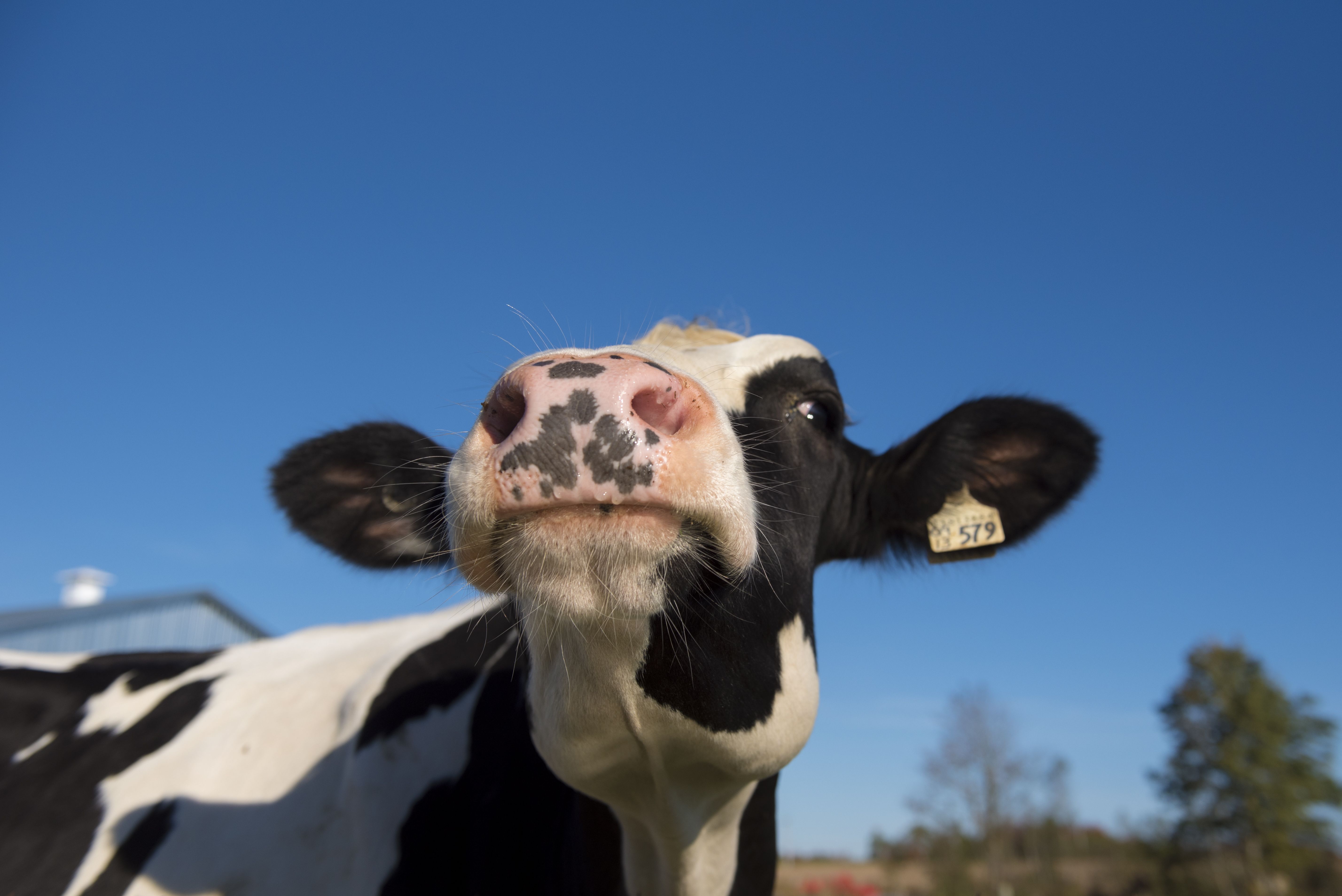 Canadian Milk is Produced without Artificial Growth Hormones | Dairy  Nutrition