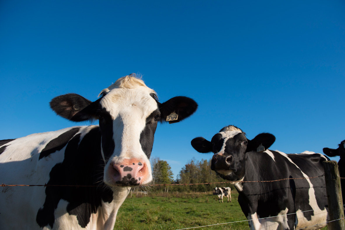 Antibiotics Dairy Nutrition