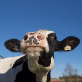 up close of a cow