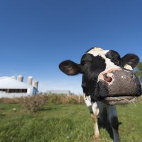Holstein cow on farm