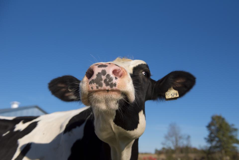 up close of a cow