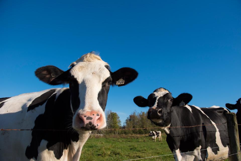 Image rapprochée de deux vaches dans un pâturage
