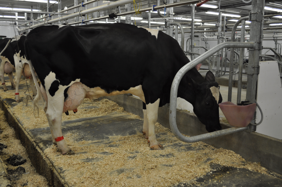 A leg band identifies a cow receiving an antibiotic