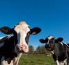 Upclose image of two cows in a pasture
